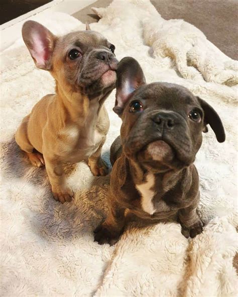 french bukk|French Bulldog